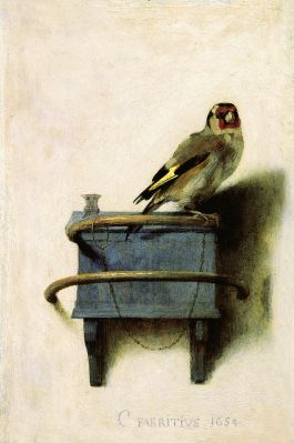 Goldfinch - fabritus